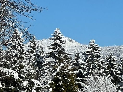 Schneebedeckte Tannenbäume vor einem blauen Himmel und einem schneebedeckten Berggipfel.