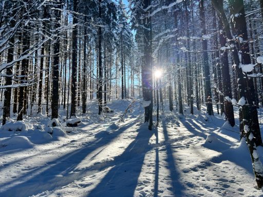 Winterliche Waldlandschaft mit Schnee und Sonnenlicht, das durch die Bäume scheint.